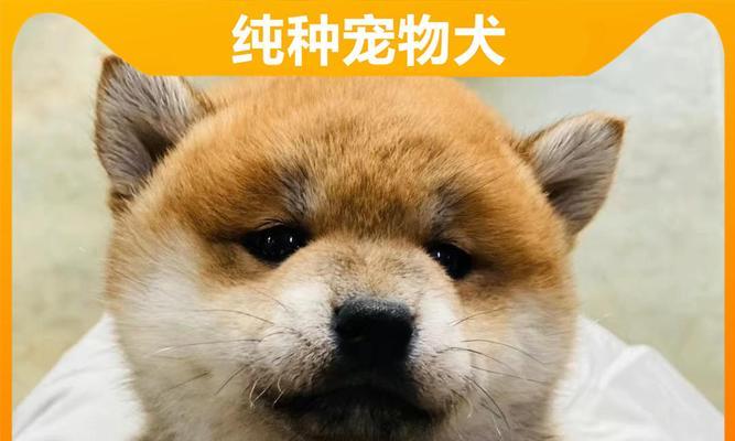 金毛幼崽拉稀的疫苗接种方案（提供保护措施，让宠物更健康）