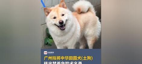 禁养中华田园犬的合理性（保护国内犬种多样性与文化传承）