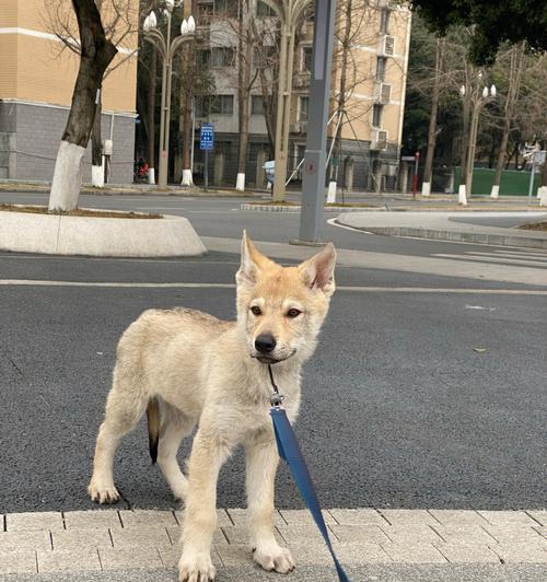 狼狗幼犬的多彩世界（探寻狼狗幼犬的多种毛色）