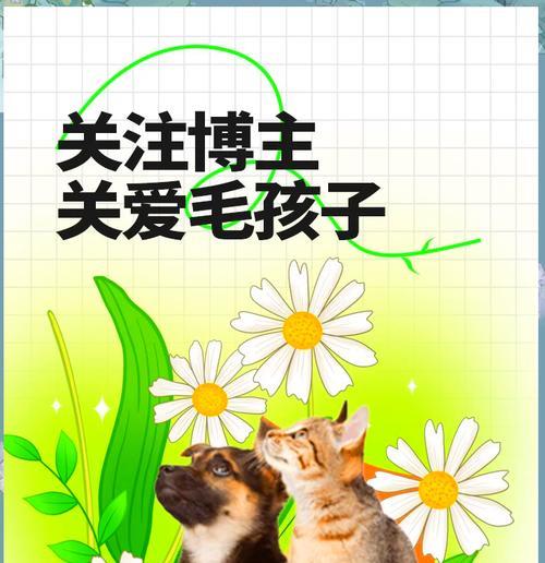 为什么喜欢猫？（探寻人们对猫咪情有独钟的原因）