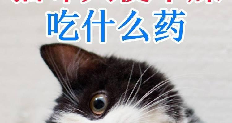 猫咪肝肾衰竭的饮食护理（保护猫咪肝肾健康，从饮食开始）