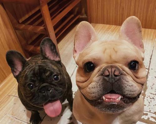 法斗犬（一种古老而多样化的狗犬品种）