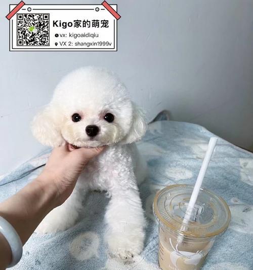 贵宾狗和泰迪狗的尾巴区别及特征（探究贵宾狗和泰迪狗尾巴的形态与功能，解析不同品种之间的差异）