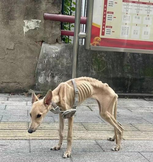 狗狗的脖子戴的是什么？（解析狗狗脖圈与项圈的选择与使用）