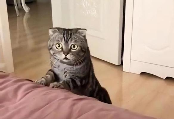 猫猫为什么早上会叫？（揭秘猫咪清晨的呼唤行为）