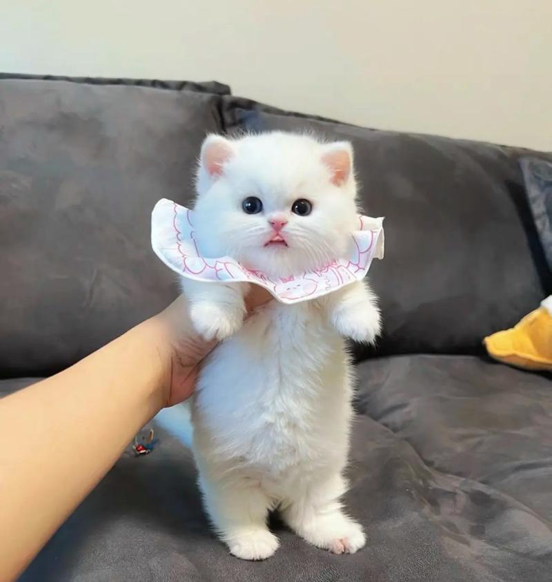 探秘猫的脚丫之谜（揭开猫脚丫的奥秘，从足迹看猫的世界）