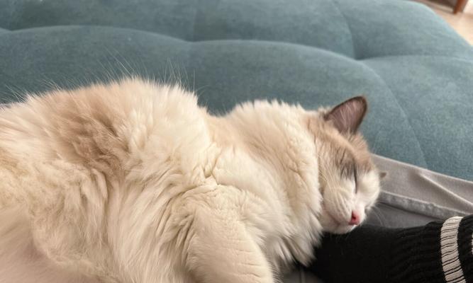 没断奶小猫喝什么？（为你解答关于小猫喂养的疑惑）