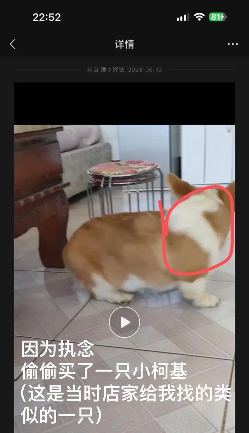 柯基犬的养育指南（了解柯基犬的特点和养育要点，为您带来快乐的宠物生活）