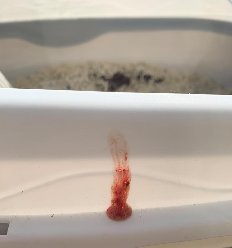 猫大便带血的常见原因及治疗方法（了解猫大便带血的病因，正确选择药物治疗）