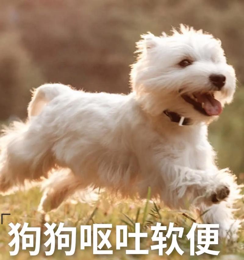 狗狗呕吐的原因及应对方法（了解狗狗呕吐的常见原因，保护宠物的健康）