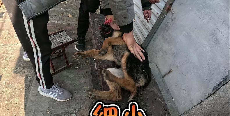 狗狗感染细小病毒的原因及预防措施（了解细小病毒的危害和保护你的爱犬）