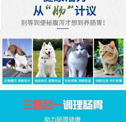如何调养瘦金毛？（以合适的饮食为主要关注点）