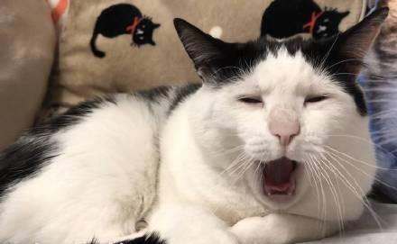 猫心跳很快的情况及原因（探究猫咪心跳异常的背后秘密）