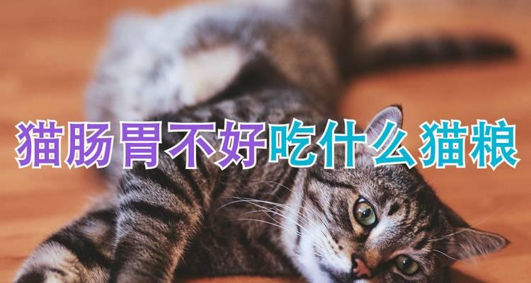 猫肠道不好吃什么？（猫咪肠道健康饮食指南）