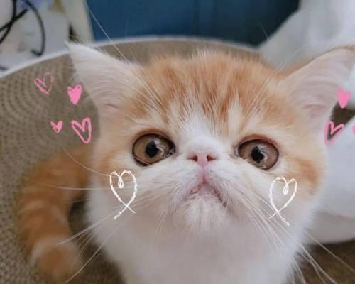 以萌一点的猫——英国短毛猫品种的魅力（探索英国短毛猫的可爱与魅力）