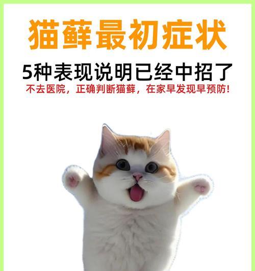 剃毛对猫藓的影响及必要性（揭开猫藓剃毛的奥秘，为宠物猫的健康着想）