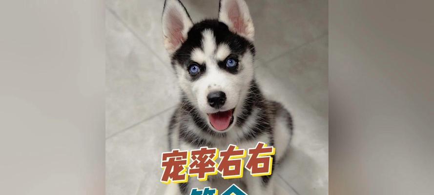 哈士奇脸型演变（探究哈士奇脸型的演化历程及影响因素）