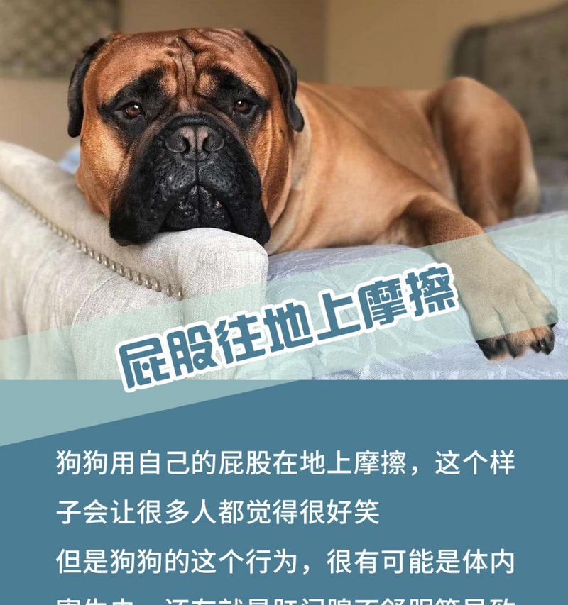 为什么狗会咬尾巴？（探索狗咬尾巴的原因及解决办法）