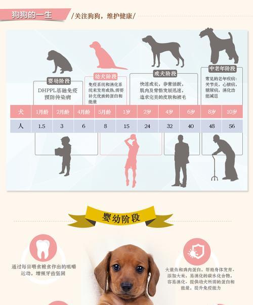 小狗何时开始以狗粮为主食？（培养小狗健康饮食习惯的关键时期和方法）