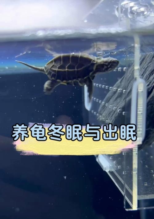 乌龟冬眠的奇妙景象（揭秘乌龟冬眠的模样与生态适应力）