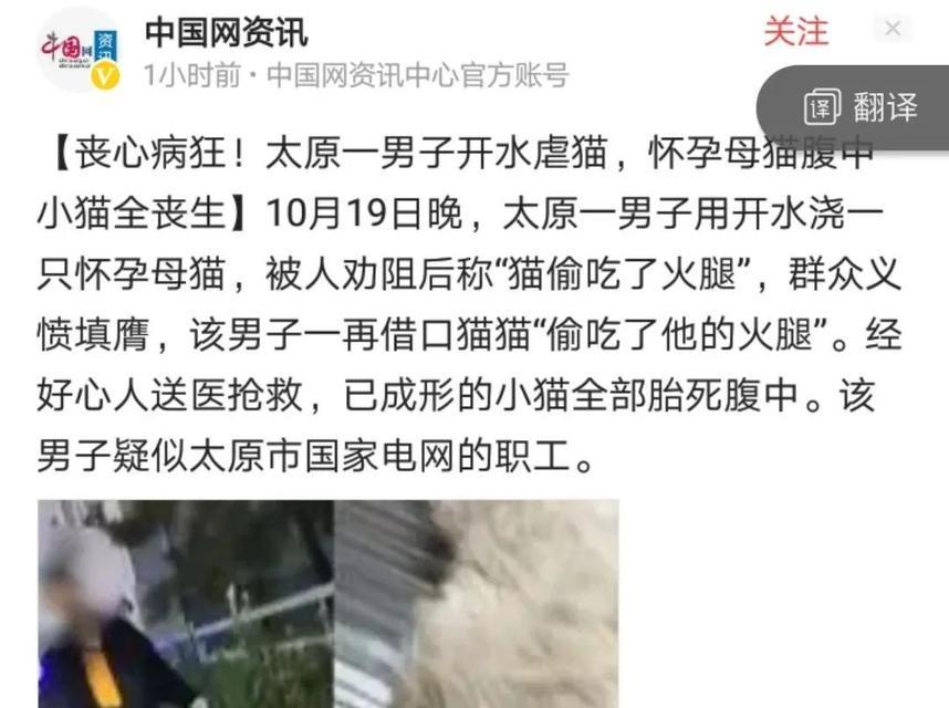 猫咪死胎的原因及预防措施（了解猫咪死胎的原因，保护它们的健康）