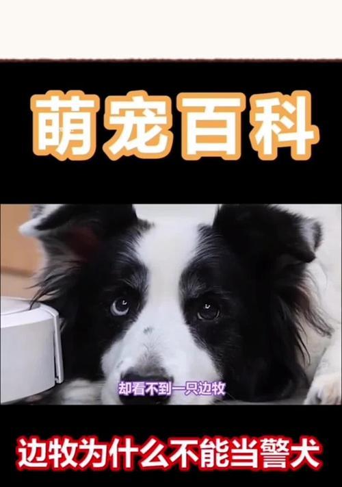 边牧的优秀品质与训练技巧（发掘边牧的潜力，打造顶尖工作犬）