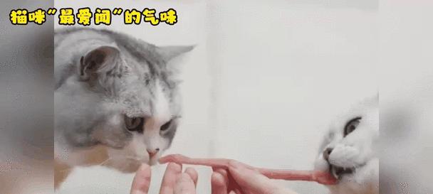 猫体味大的原因解析（探究猫体味大的因素及其影响）