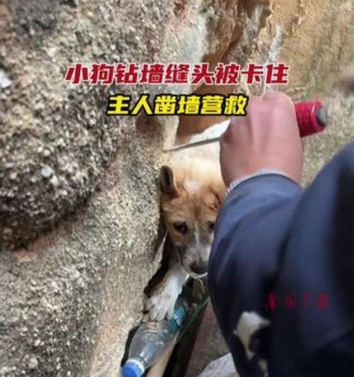 揭秘狗狗卡到了的症状及应对方法（如何判断狗狗卡到了？教你正确应对危机！）