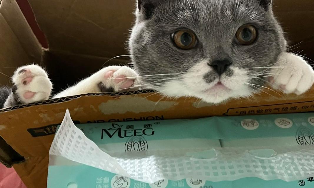 猫咪的天堂（纸箱玩转猫咪的好伙伴）