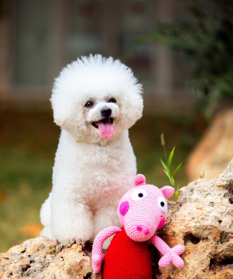 剪光了毛的比熊犬（剃毛后的比熊犬变身奇妙造型的宠物）