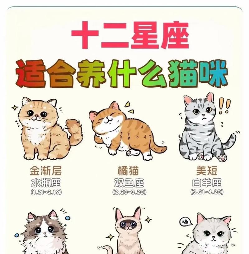 各种猫品种的图片和价格便宜，你不容错过！（发现各类可爱又实惠的猫咪宠物，留住温馨的家庭时刻）