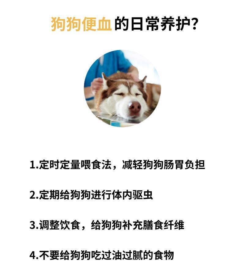 狗拉血怎么办？药物治疗方法解析（狗拉血的原因及其常用药物治疗方法详解）
