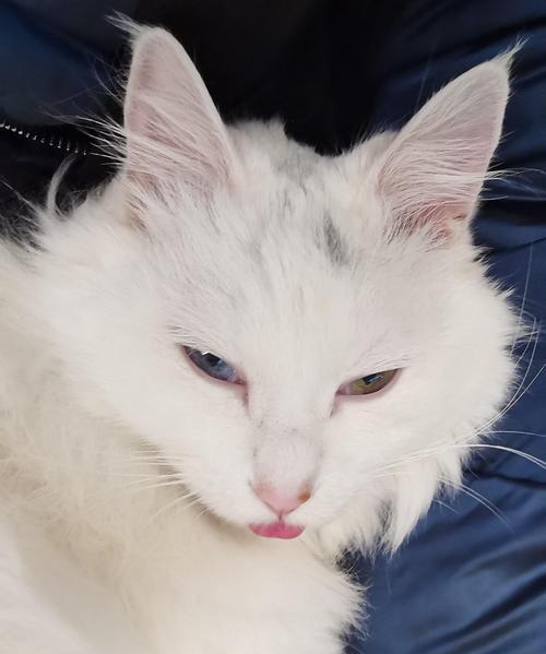 流浪猫应该何时喂养？（探讨流浪猫喂养的最佳时间和频率）