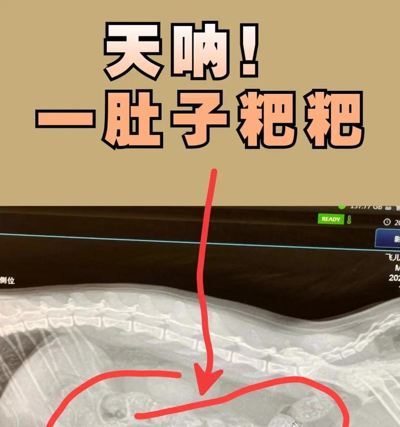 猫便秘发烧的原因及解决方法（探究猫咪便秘发烧的根本原因以及如何帮助它们恢复健康）