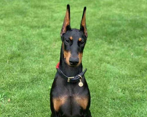 聪明伶俐的宠物犬——智商超群的选择（宠物犬的智商与训练方法，）