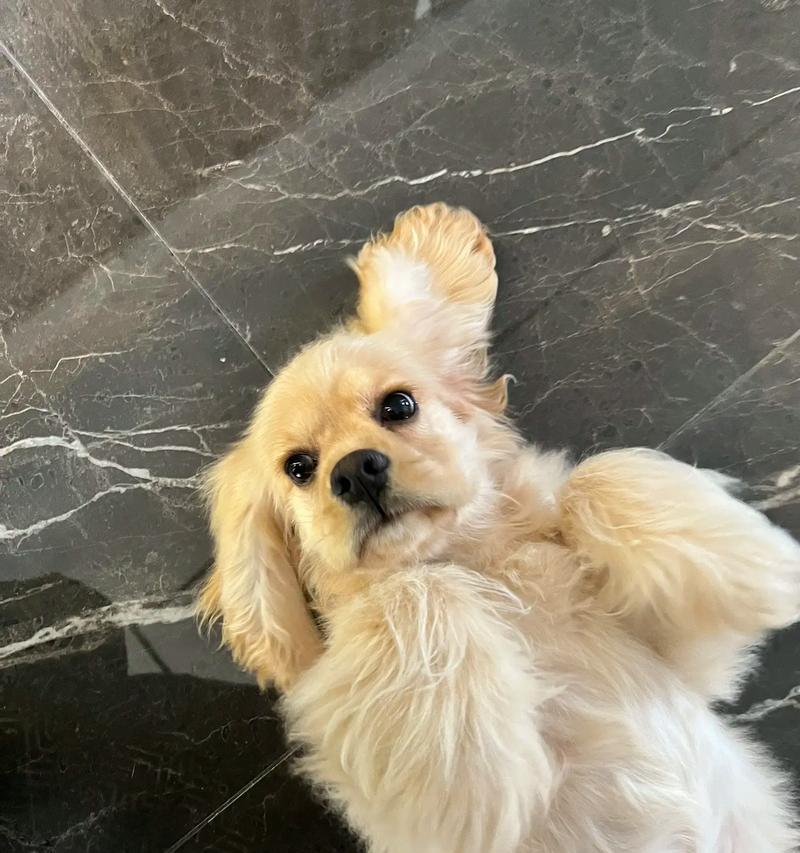 小可卡犬——迷人的玩赏犬（了解这一品种的历史、特点和护理要点）