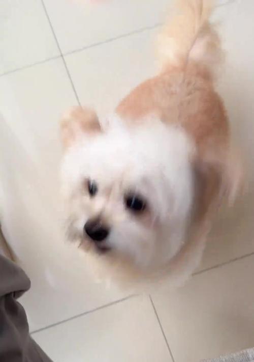 小狗为什么老张嘴喘气？（探究小狗呼吸急促的原因及应对方法）