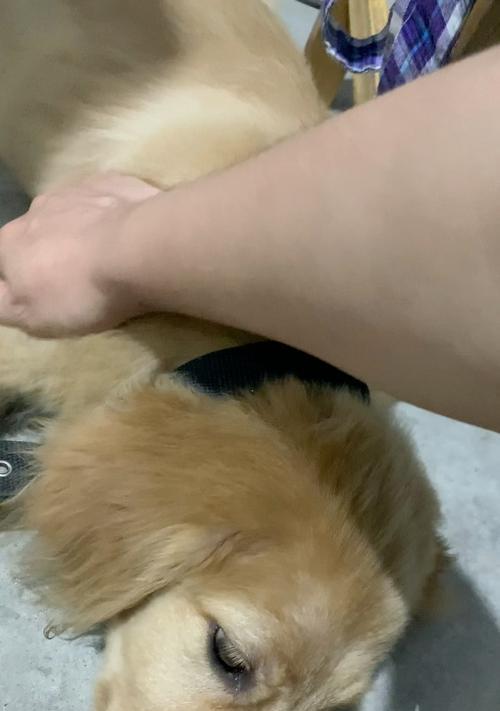 狗狗为什么总是抓痒？（揭秘狗狗抓痒的原因及解决方法）