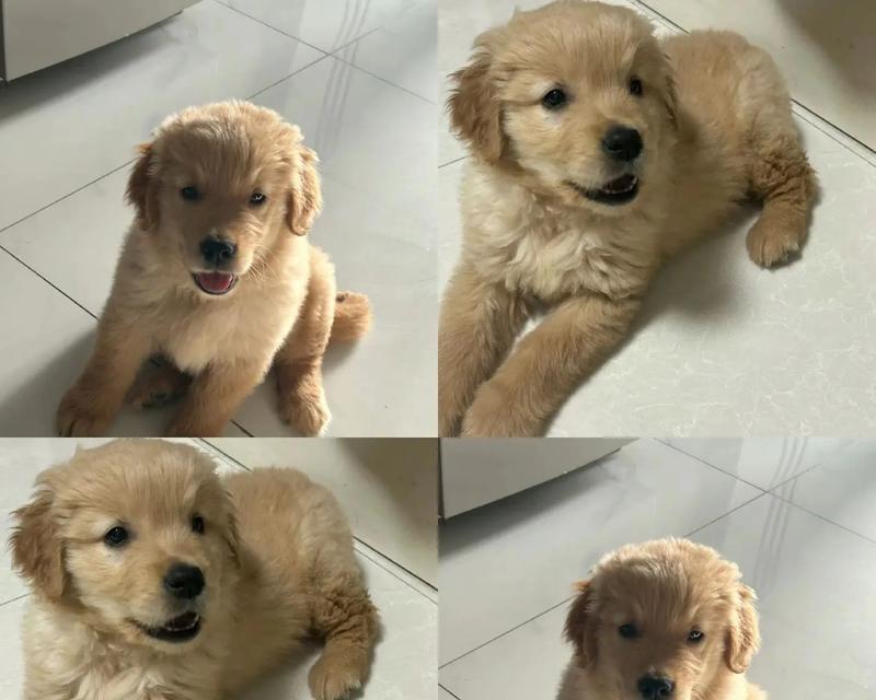 金毛幼犬两个月的饮食需求（健康成长的关键要素及营养需求解析）