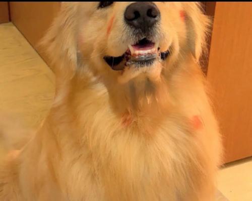 大头金毛犬——忠诚、友善与活力的代表（一起探索大头金毛犬的魅力和特点）