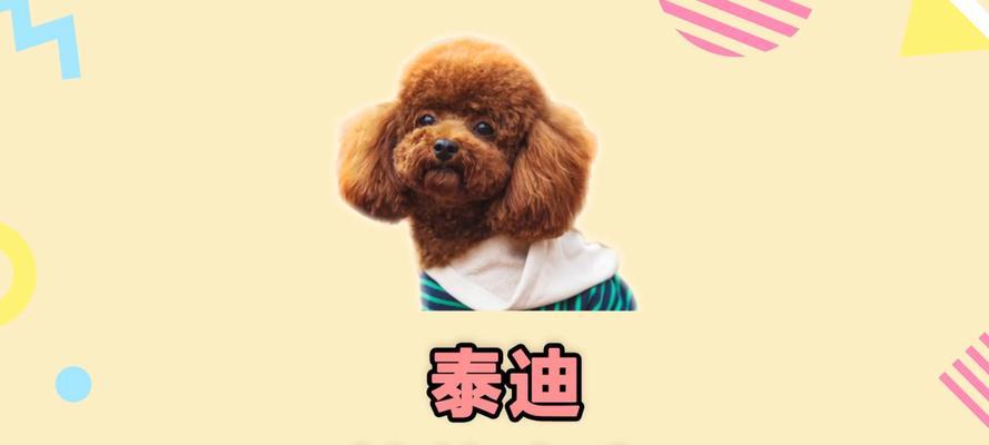 泰迪狗狗的自制食谱大公开（为你的爱宠提供健康美味的家常菜）