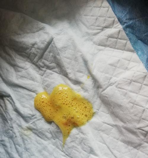 狗狗细小治愈后的饮食建议（了解细小治愈后，如何科学喂养你的狗狗）