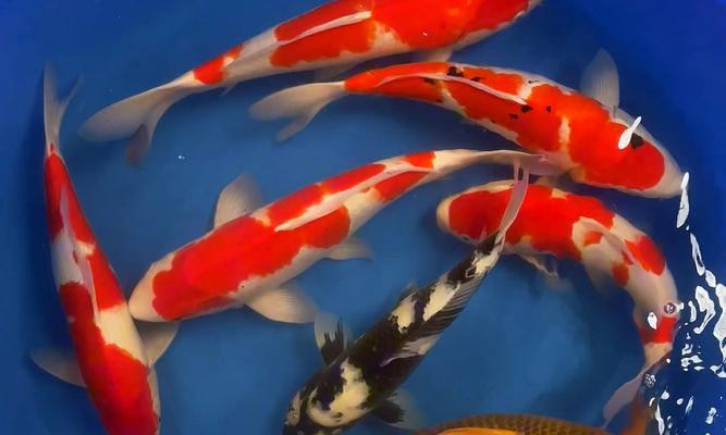 养锦鲤的注意事项——打造美丽的水族世界（了解锦鲤养殖的关键，让水族宠物更加健康快乐）