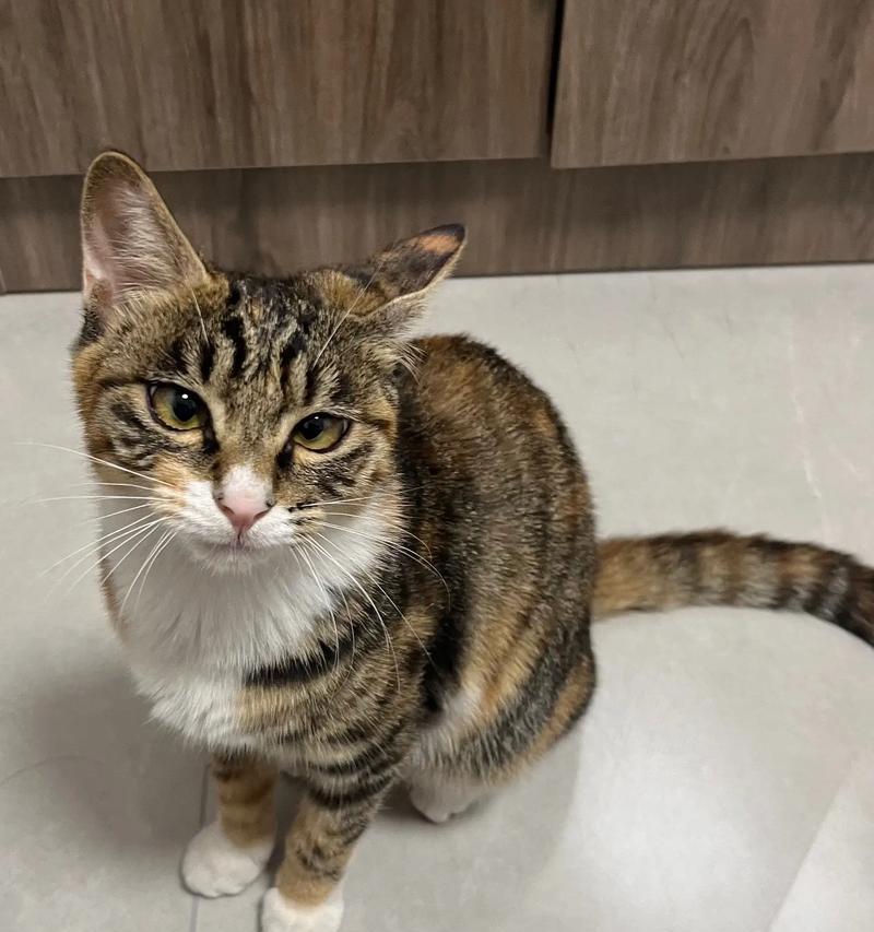 猫咪食欲不振怎么办？（15种食物帮助猫咪重拾食欲）