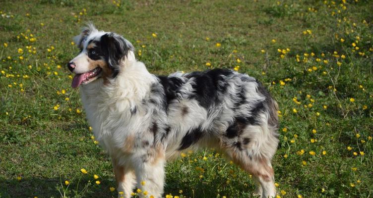 牧羊犬的“跟脚”行为解析（为什么牧羊犬喜欢跟在主人脚后面？）