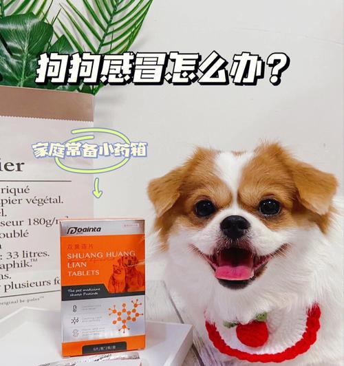 小狗感冒呕吐，如何治疗？（有效药物及食物推荐，缓解小狗不适）