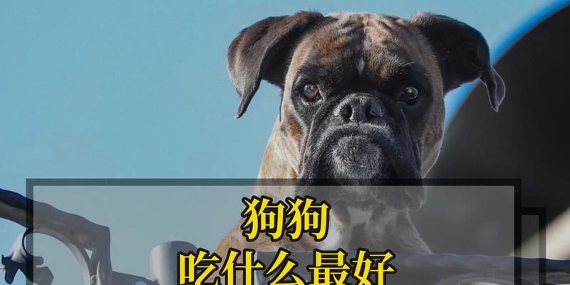 狗的消化问题及促消化饮食方案（帮助狗狗消化顺畅的关键）
