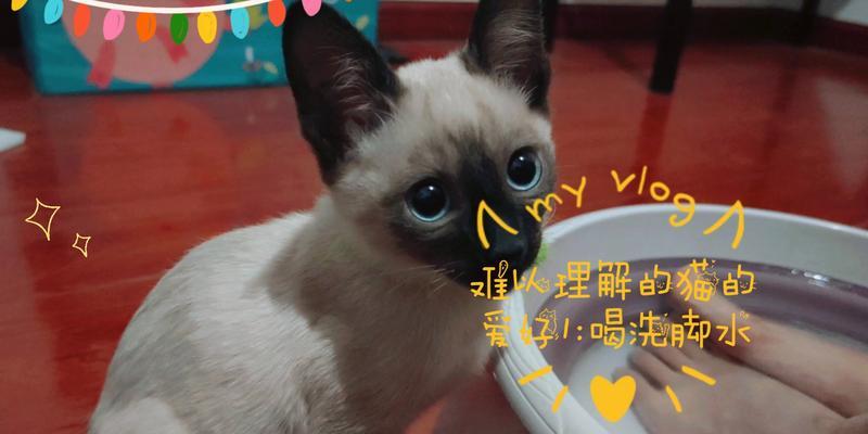 猫咪为什么喝洗脚水？（探寻猫咪喝洗脚水的原因和影响）