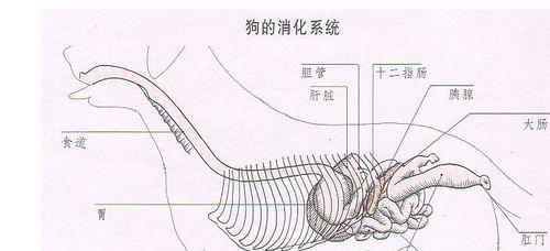 狗胃里异物引发的症状与处理方法（了解狗胃异物的常见症状和如何应对）