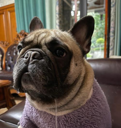 Bulldog（了解英国斗牛犬的历史、特征和文化影响）